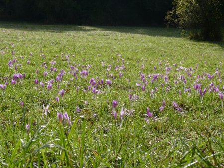 Účelové cvičenie