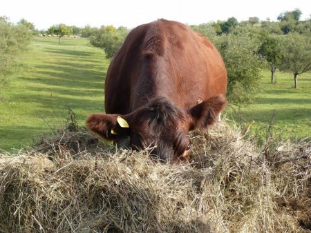 Účelové cvičenie