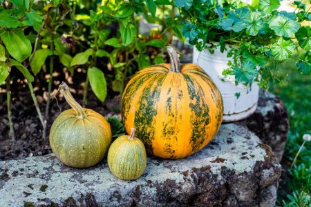 Záhrada, ktorá učí