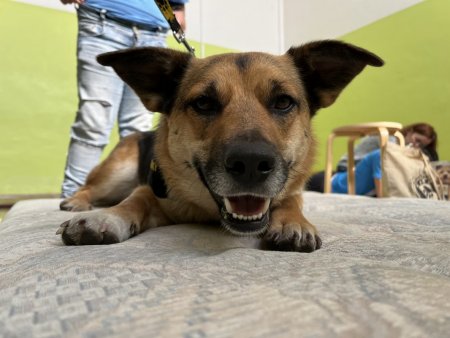 Canisterapia s Luckou na hodine slovenského jazyka