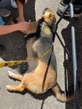 Canisterapia na hodine SJL