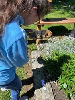 Canisterapia na hodine SJL