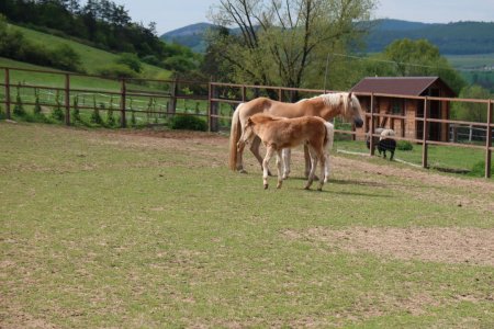 Európsky deň pohybu