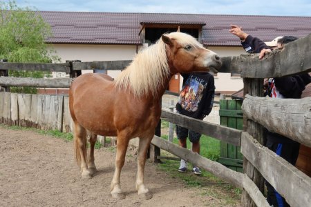 Európsky deň pohybu