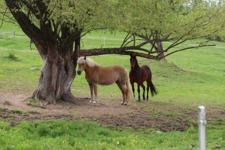 Európsky deň pohybu