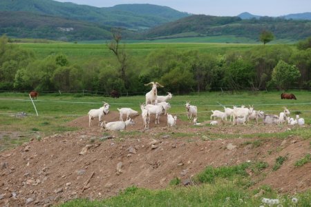 Európsky deň pohybu