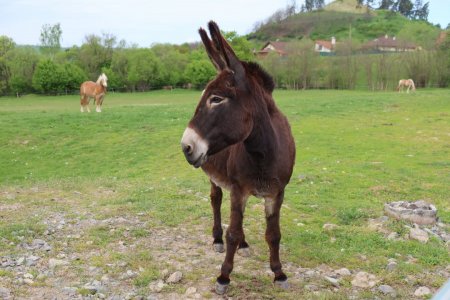 Európsky deň pohybu