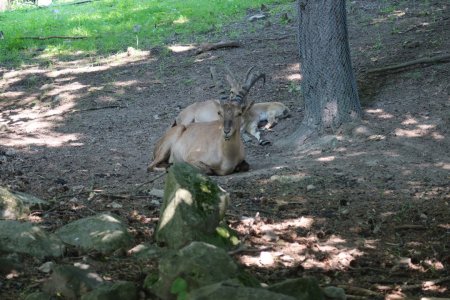 Výlet do ZVEROPARKU