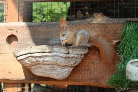 Výlet do ZVEROPARKU