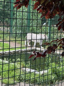 Navštívili sme Panthera park v Turej