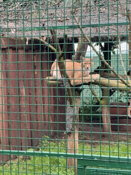 Navštívili sme Panthera park v Turej