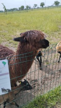 Navštívili sme Panthera park v Turej