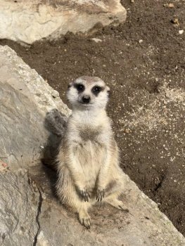 Navštívili sme Panthera park v Turej