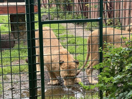 Navštívili sme Panthera park v Turej