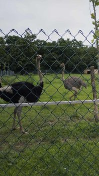 Navštívili sme Panthera park v Turej