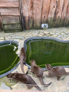 Navštívili sme Panthera park v Turej