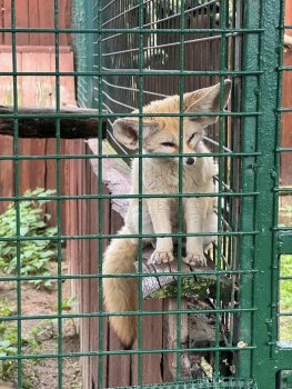 Navštívili sme Panthera park v Turej