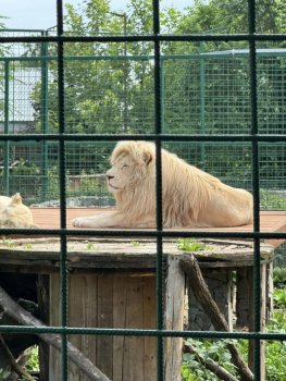 Navštívili sme Panthera park v Turej
