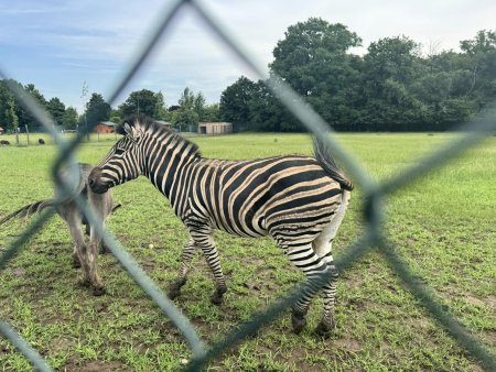 Navštívili sme Panthera park v Turej