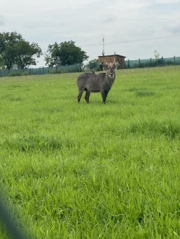 Navštívili sme Panthera park v Turej