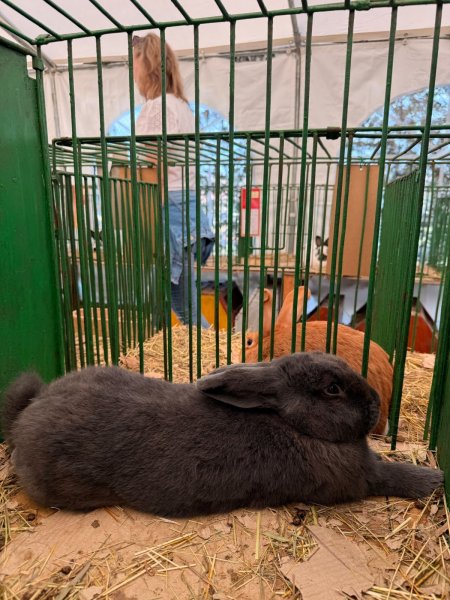 Naši žiaci navštívili výstavu zvierat